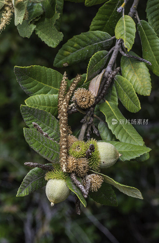 Notholithocarpus densiflorus，通常被称为tanoak或tanbark-oak，是山毛榉科的常青树。在云云顿州立公园发现的